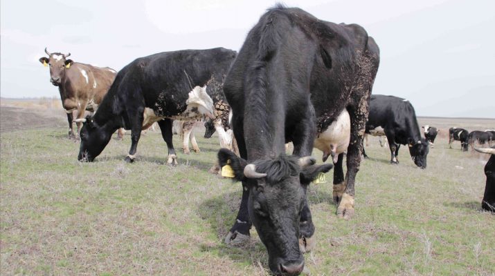 Dlja vysokoj produktivnosti i plemennogo potomstva